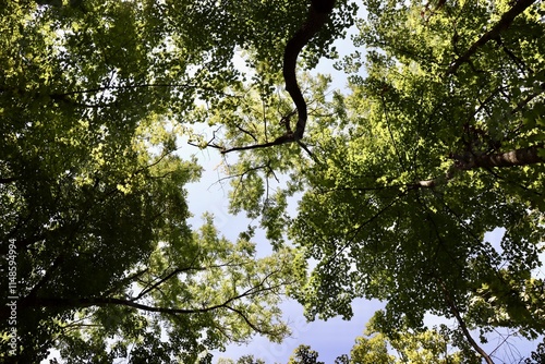 The tops of the tall trees in the forest.