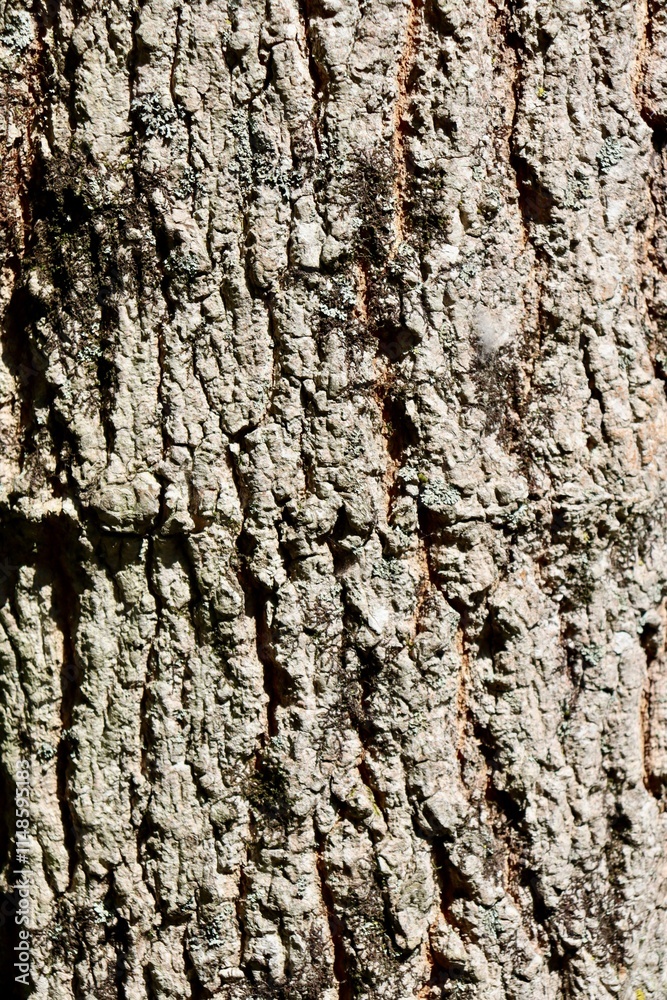 A close view of the old tree bark surface. A close view of the old tree bark surface.