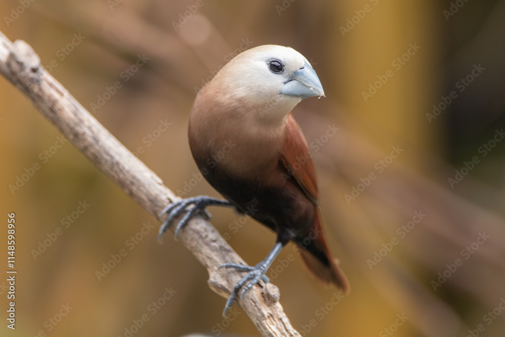 Obraz premium The white-headed munia (Lonchura maja) is a species of estrildid finch found in Indonesia, Malaysia, Singapore, Thailand and Vietnam