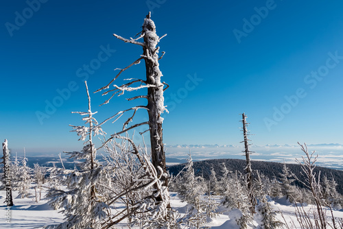 Fototapeta Naklejka Na Ścianę i Meble -  Winter wonderland scene of snow-covered dead trees destroyed by windbreak in Zawoja, Zywiec Beskids, Poland. Panoramic view of snow capped Tatra mountains seen from Polica. Solitude, tranquility