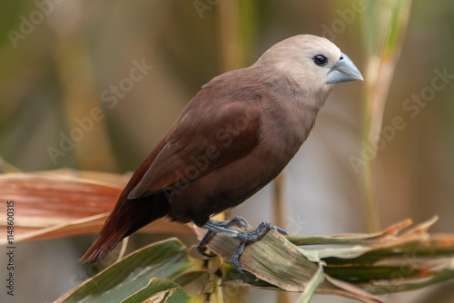 The white-headed munia (Lonchura maja) is a species of estrildid finch found in Indonesia, Malaysia, Singapore, Thailand and Vietnam