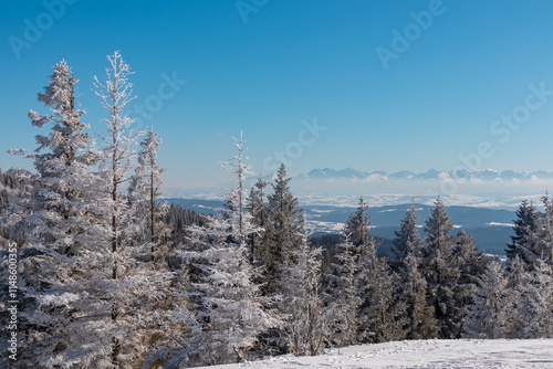 Fototapeta Naklejka Na Ścianę i Meble -  Breathtaking winter wonderland landscape with panoramic view of majestic snow capped mountain range Tatras seen from top of Polica in Zawoja, Zywiec Beskids, Poland. Forest cloaked in frost and ice