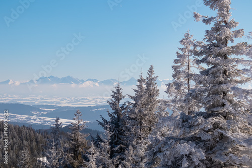 Fototapeta Naklejka Na Ścianę i Meble -  Breathtaking winter wonderland landscape with panoramic view of majestic snow capped mountain range Tatras seen from top of Polica in Zawoja, Zywiec Beskids, Poland. Forest cloaked in frost and ice