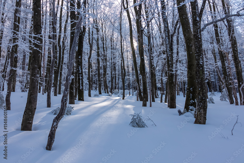 Breathtaking winter scene in forest, Zawoja, Zywiec Beskids, Poland. Trees covered in thick layer of frost. Magical enchanting atmosphere. Peace and tranquility. Sunlight filters through the branches Breathtaking winter scene in forest, Zawoja, Zywiec Beskids, Poland. Trees covered in thick layer of frost. Magical enchanting atmosphere. Peace and tranquility. Sunlight filters through the branches