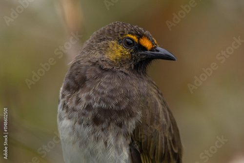 Canvastavla The orange-spotted bulbul (Pycnonotus bimaculatus) is a species of songbird in the bulbul family of passerine birds