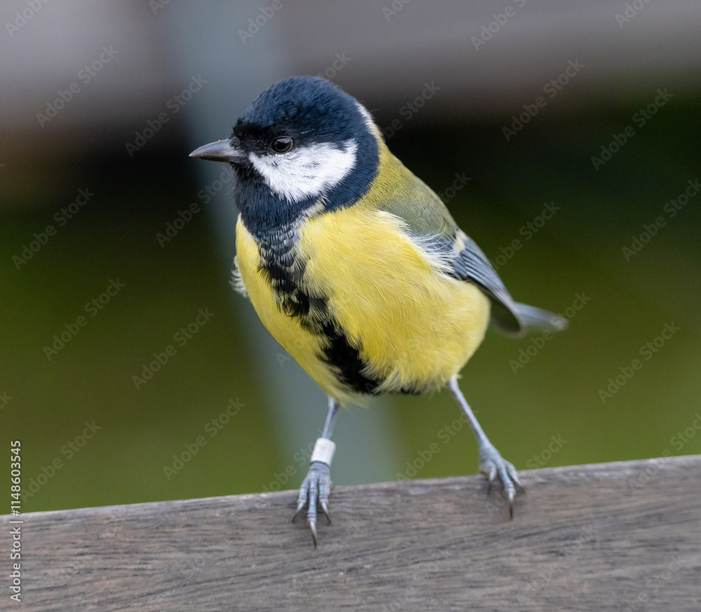 Obraz premium Great Tit (Parus major) adult male, at Ottenby, southern tip of Oland, Sweden.