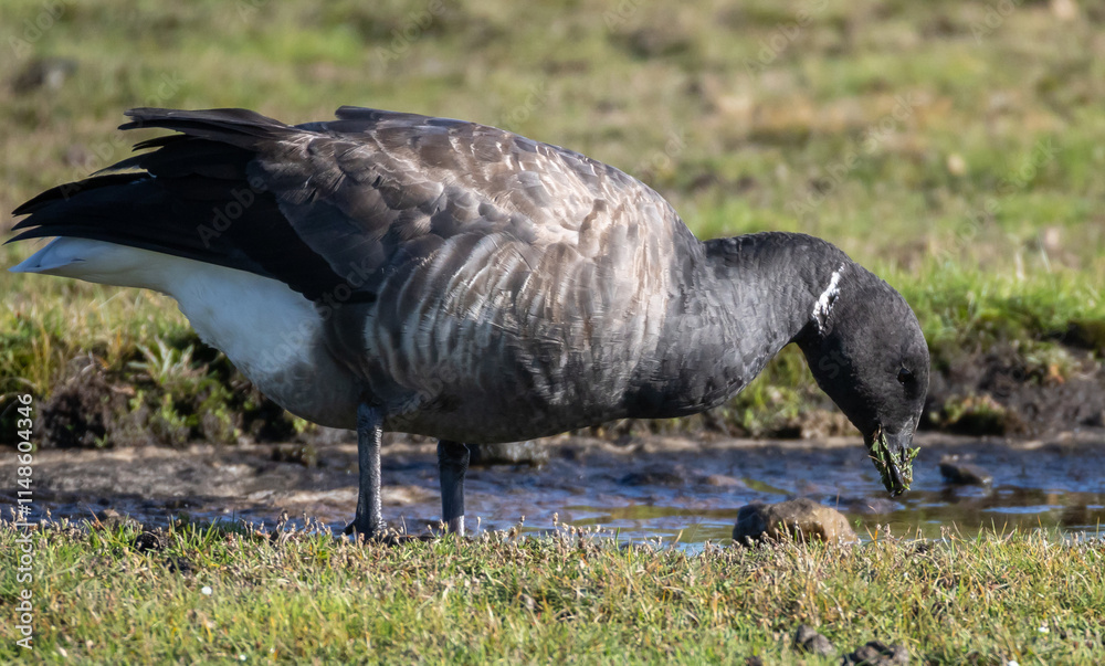 Obraz premium Brent Goose (Branta bernicla) in migrationtime at Ottenby, southern tip of Oland, Sweden.