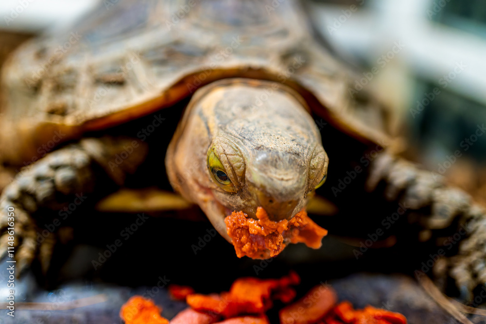 Obraz premium 餌を食べるセマルハコガメ