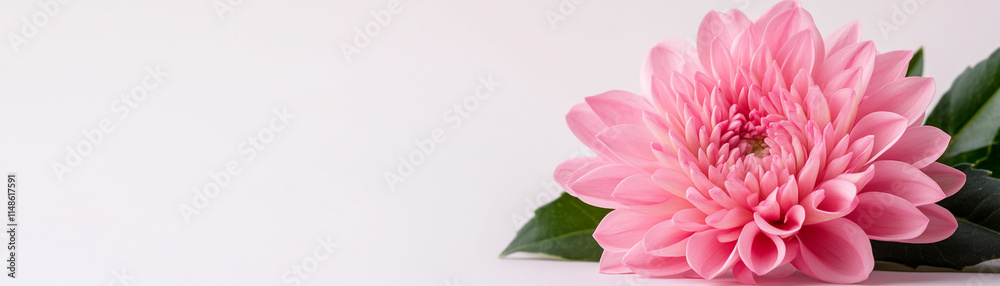 Fototapeta premium Beautiful pink flower with petals arranged elegantly on a soft white background.