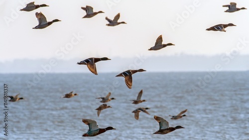 many silhouettes of birds above the water