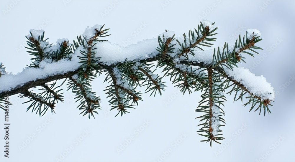 Branch of a pine tree covered in snow Branch of a pine tree covered in snow