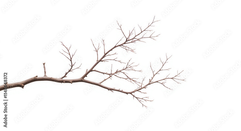 Fototapeta premium dead tree isolated on white