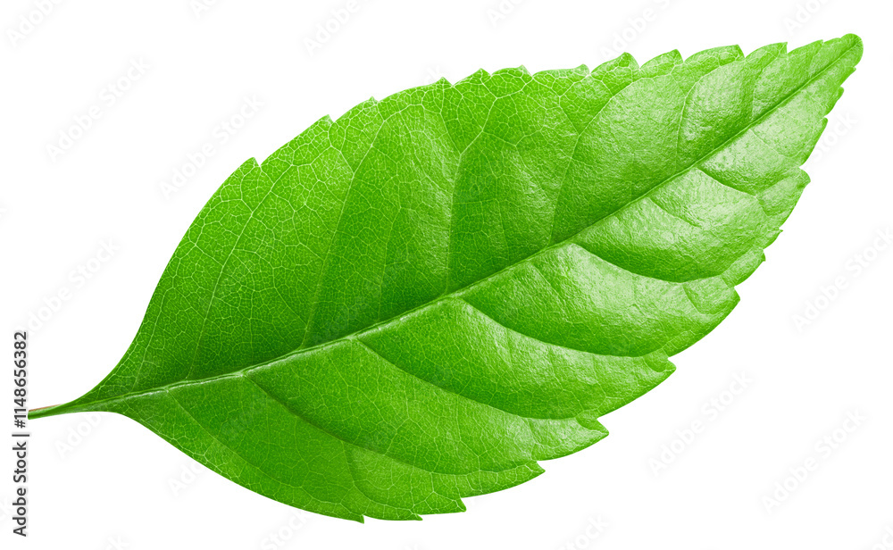 Obraz premium Nut leaf isolated. leaves top view with clipping path