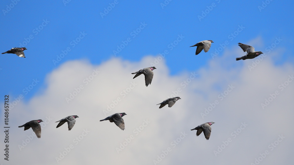 Flock of pigeons inflight against blue winter sky. Flock of pigeons inflight against blue winter sky.