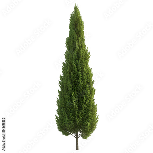 A tall, conical green tree, commonly used for landscaping and aesthetic purposes.