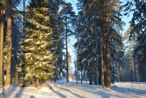 Beautiful winter nature, illuminated by light rays of light. Tall green pines, spruces, trees covered with white snow, large snowdrifts with white beaten paths, snow-covered road in Varkaus, Finland. photo