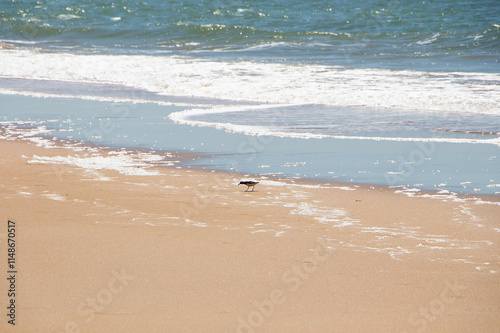 Lonely bird on the beach