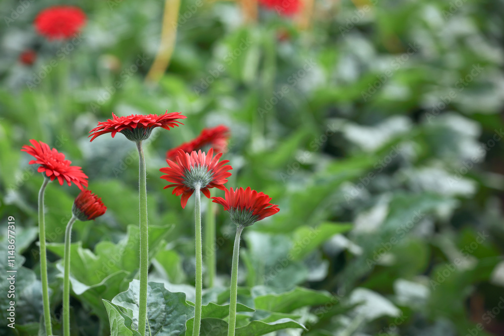 Beautiful Red gerbera daisy flower growing up in flower farm
Beautiful Red gerbera daisy flower growing up in flower farm
