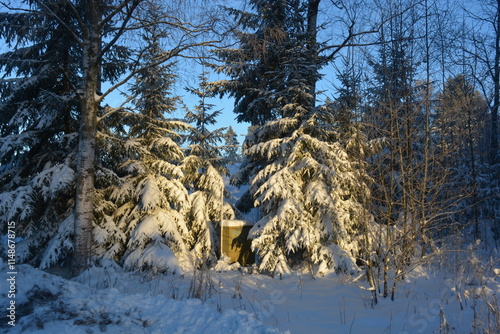 Beautiful winter nature, illuminated by light rays of light. Tall green pines, spruces, trees covered with white snow, large snowdrifts with white beaten paths, snow-covered road in Varkaus, Finland. photo