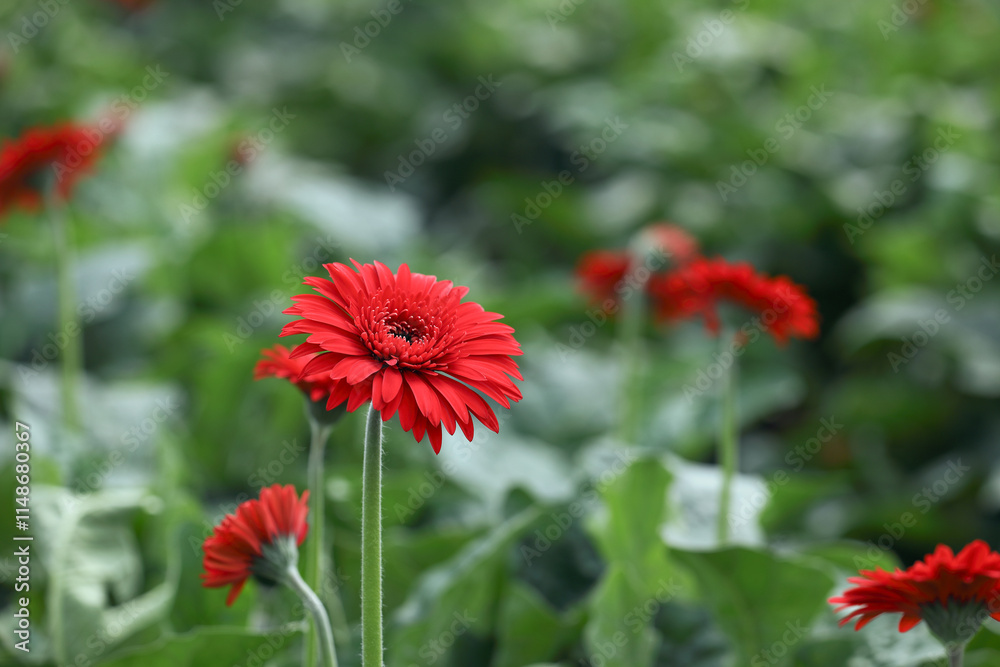 Beautiful Red gerbera daisy flower growing up in flower farm
Beautiful Red gerbera daisy flower growing up in flower farm