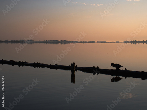 Sunset at the lake with duck