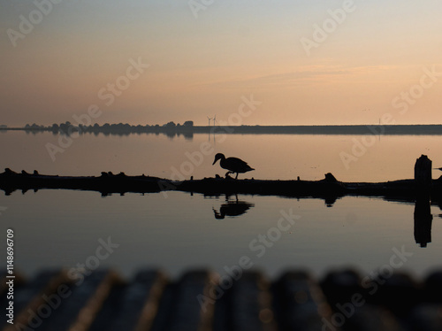 Sunset at the lake with duck