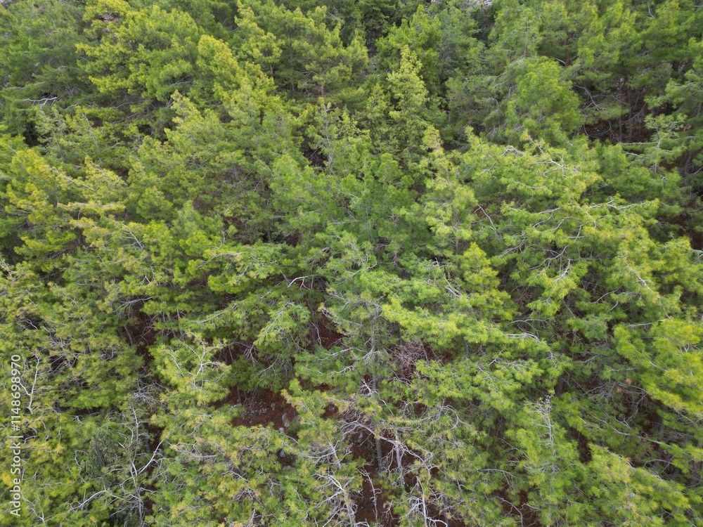 coniferous forest on the cliff top view background coniferous forest on the cliff top view background