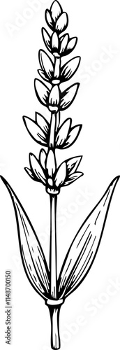 Lavender sprig sketch on white background, relaxation symbolism