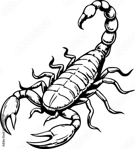 Detailed scorpion sketch on white background, nature illustration photo