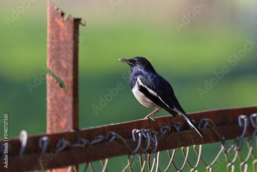 Oriental magpie robin male.The Oriental magpie-robin is a small passerine bird.