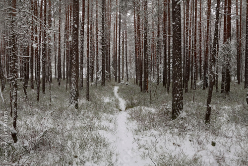 Photography Forest