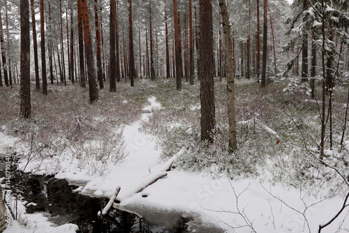 Photography Forest
