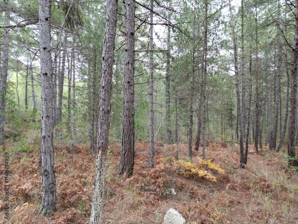 Obraz premium default 