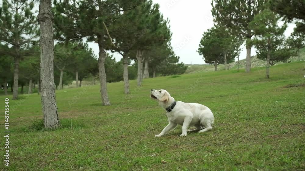 Slow-motion video of a golden retriever dog joyfully jumping to catch a stick in a grassy park, surrounded by trees. A perfect display of energy and playfulness Slow-motion video of a golden retriever dog joyfully jumping to catch a stick in a grassy park, surrounded by trees. A perfect display of energy and playfulness