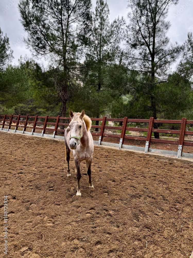 horse on farm nature forest. High quality photo horse on farm nature forest. High quality photo