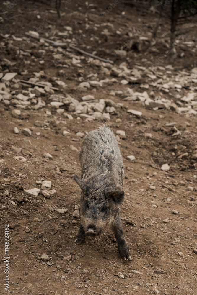 Wild Boar foraging in a rugged terrain with rocky ground Wild Boar foraging in a rugged terrain with rocky ground