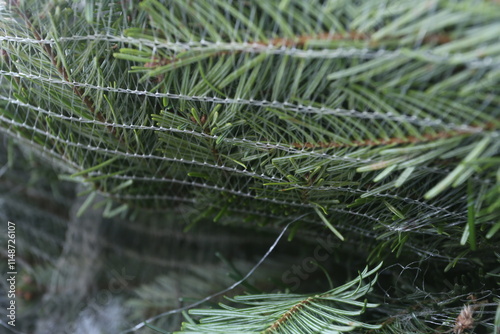 Vente de sapins en décembre pour Noël et les fêtes photo