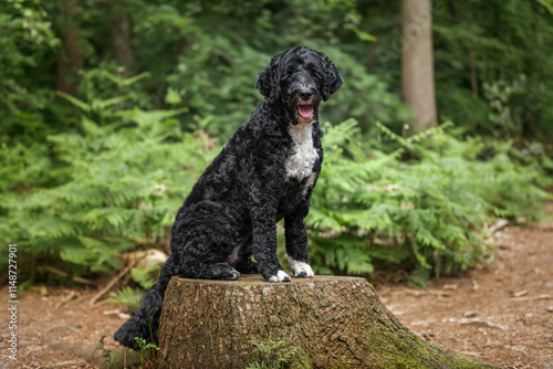 Portuguese Water Dog at Virginia Water Lake posing on a tree stump