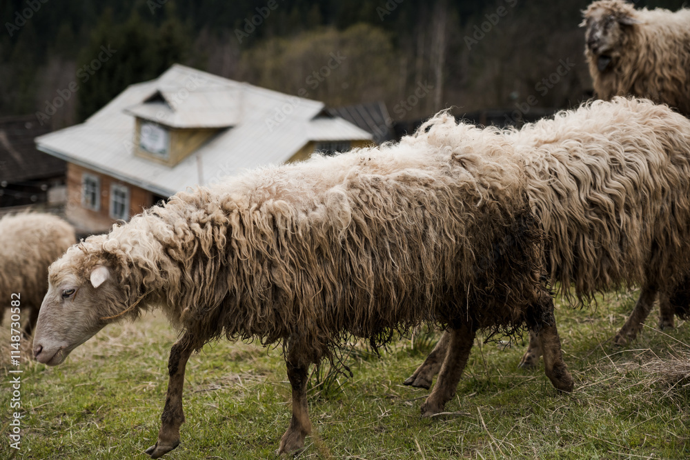 Herd of Sheep Grazing on a Lush Green Hill with Rustic Farmhouse in Background Herd of Sheep Grazing on a Lush Green Hill with Rustic Farmhouse in Background