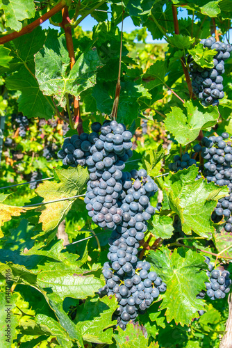 Large bunche of red wine grapes in summer vineyard.