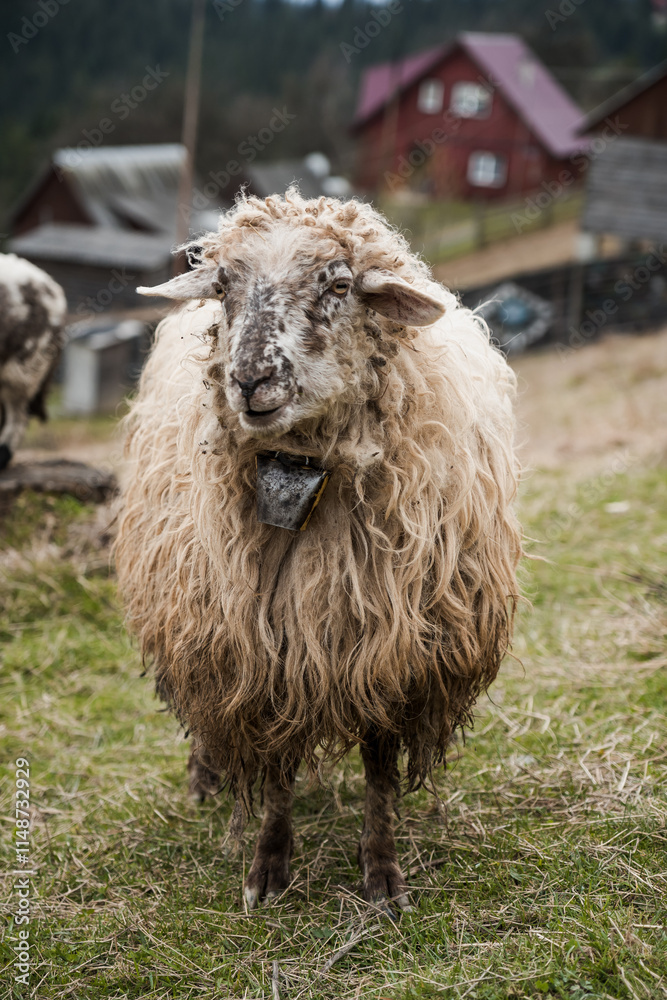 Obraz premium Majestic Woolly Sheep Grazing in a Lush Pastoral Landscape
