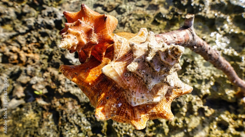 Shell on the seashore in the sunlight Shell on the seashore in the sunlight