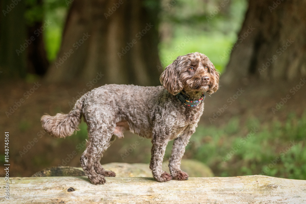 Brown cockapoo in the Windsor forest standing on a fallen tree log Brown cockapoo in the Windsor forest standing on a fallen tree log