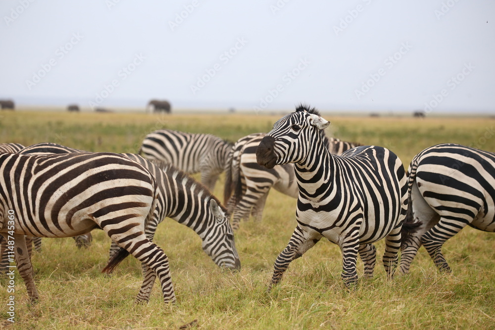 Fototapeta premium zebra in the wild