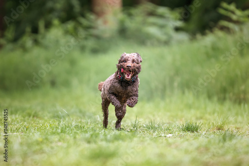 Brown cockapoo in the Windsor forest flying on a fast run photo