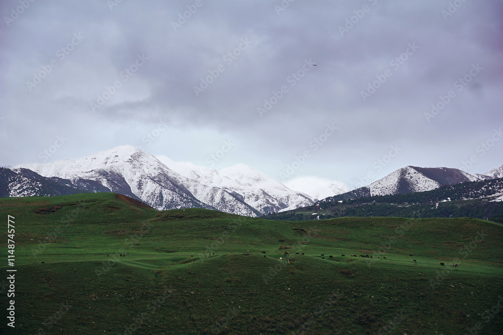 Fototapeta premium the landscape of a mountain valley with a green field of grass and snow-capped peaks
