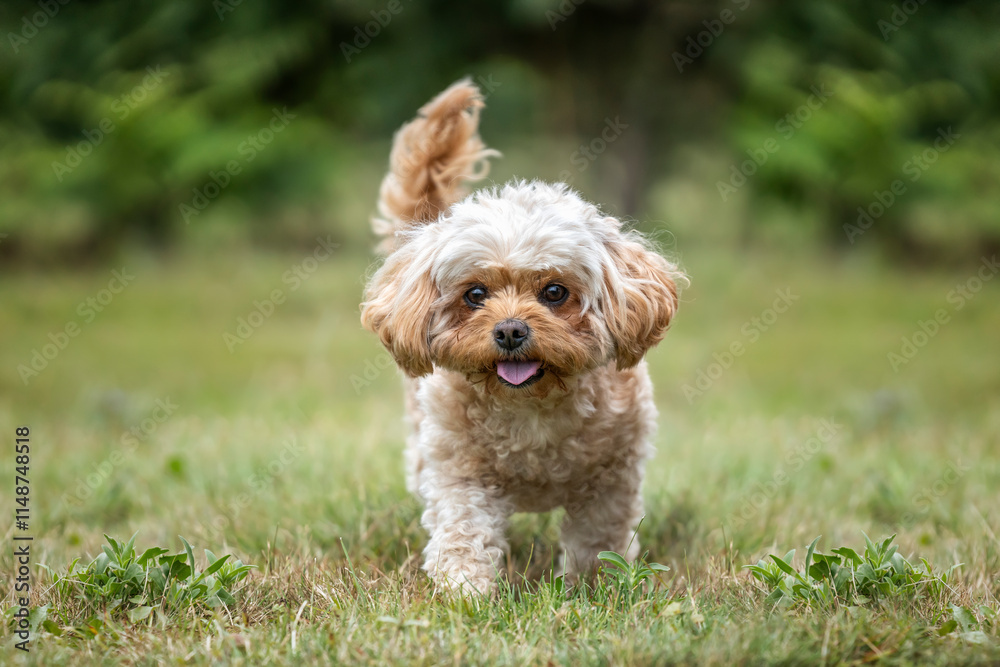 Cavachon on Ascot Racecourse in Berkshire