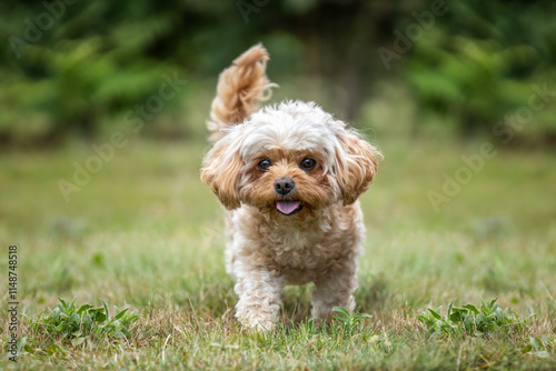 Obraz na płótnie Cavachon on Ascot Racecourse in Berkshire w salonie