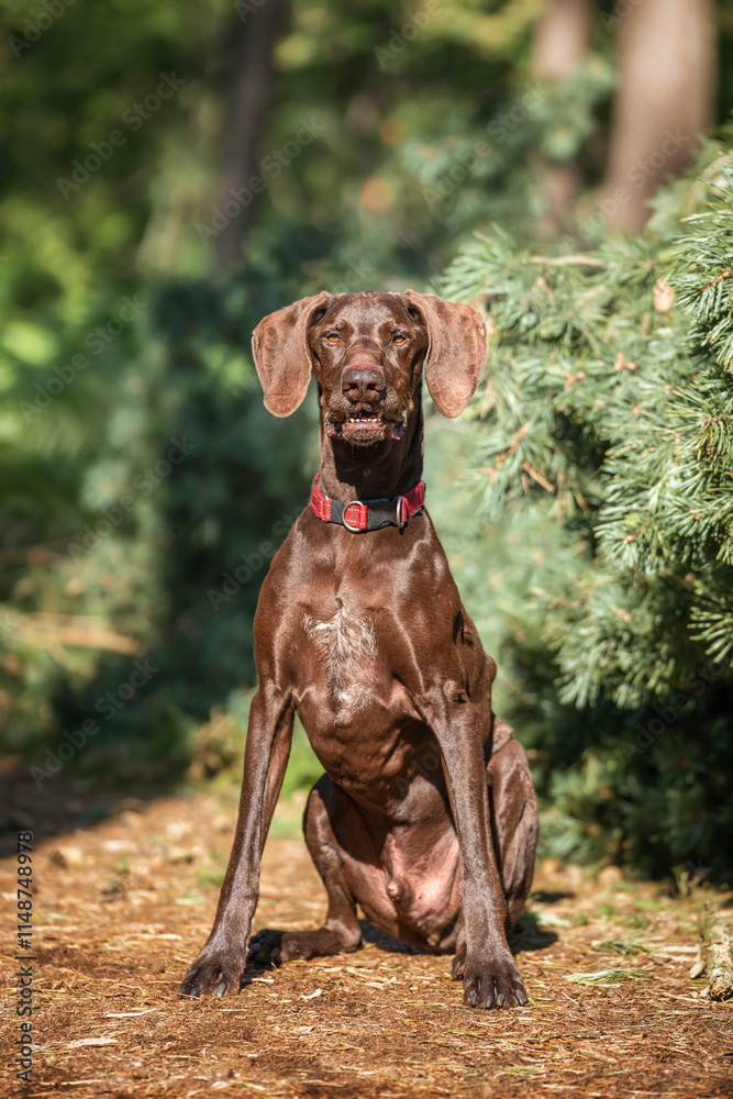 Brown German Shorthaired Pointer GSP in Windsor Great Park looking very regal