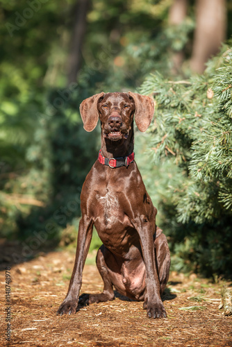 Obraz na płótnie Brown German Shorthaired Pointer GSP in Windsor Great Park looking very regal w salonie